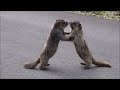 1 IN A MILLION Animal Moments Caught On Camera!