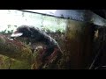 Hand Feeding Snowflake Moray Eel - II