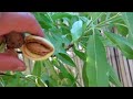 Rasta Man Grows Tropical Fruits in a Backyard Arid Desert Food Forest