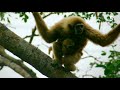 Ce gibbon est un funambule de qualité - ZAPPING SAUVAGE