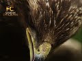 ARE YOU AN EAGLE CHRISTIAN | Powerful Christian Motivational and Inspirational video