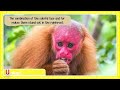 ABC Endangered Animals | Interesting and Educational Endangered Species Facts