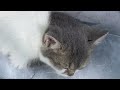 Funniest Dogs And Cats Videos 2024😹You Laugh You Lose🐶