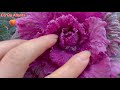 Cải xoăn cảnh thời tiết lạnh hoa càng đẹp ( Ornamental Kale in cold weather, the more beautiful)