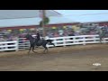 Greenup County Fair Horse Show