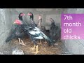 Life Cycle Of  Chicken  (Stages of a Chicken's Life)