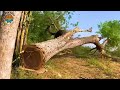 30 Most Powerful Chainsaw Machines in Action | Extreme Heavy Wood Machinery Processor