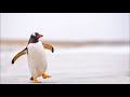 Penguin Sounds HD