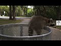 The Trash Panda Challenge: How Raccoons Outsmarted Toronto City | Wild to Know