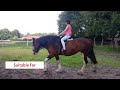 Shire Horse | characteristics, origin & disciplines