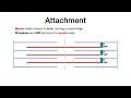 Sarcomere (Muscle) Physiology