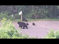 Mama bear and 5 cubs walking on the road.