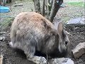 Feeding the baby bunnies!