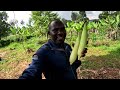 Africa's youngest Millionaire Farmer? see what he does. SMART