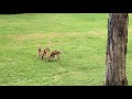 Aug 14. Frolicking Fawns, TRIPLETS UPDATE,  7 Weeks Old