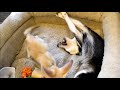 Domestic fox fennec fox playing with dog