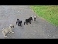 Ziggy's Adorable Pug Puppies. 4 wks old.