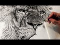 Working On A New Large Scale Lion Drawing