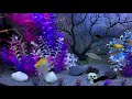 Angelfish Care and Breeding: Check Out All The Varieties!