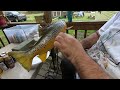 Wood Carving A Brown Trout Part 6 Hand Painting Details