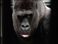 Guy the Gorilla (colour footage)