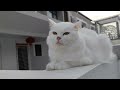white cat wants to make friend😺😺