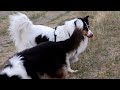 Kurz- und Langhaar-Collies spielen im Feld