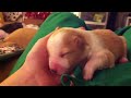 Newborn puppy yawn