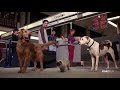 Trailer | HOMEWARD BOUND II  LOST IN SAN FRANCISCO | Starzplay