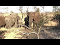 A Dramatic Moment as Khanyisa Screams and the Elephants Come Running