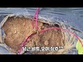 8월중순에 심어도 좋은 농작물들(중부지방)