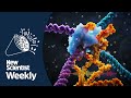 Even more powerful gene editing than CRISPR | New Scientist Weekly podcast 256