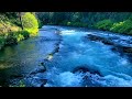 Pure relaxing Forest birds and Water sounds, nature, Focus, Meditation
