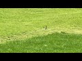 Sperwer vangt jong konijn. Sparrowhawk catches young rabbit.