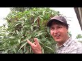 Best Perennial Vegetables for Your Tropical Food Forest Garden