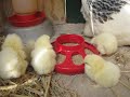 Light Brahma Hen and her 9 chicks 1 day old May 10 2016