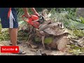 ATK ESITHL 687 firs start & cut a coco nut trees and cooking.#stihl #automobile#review#diy#chainsaws