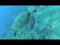 SCUBA Adventure with Lahaina Divers- Maui, Hawaii