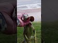 how to grab an aggressive iguana