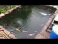 chris's koi pond