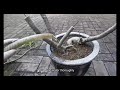 How I Fix Leggy Adenium