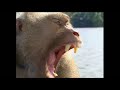 Monkeys trained to pick coconuts