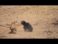 Sloth Bear Makes Tiger Panic & 30 Stupid Lion, Hyena, Leopard Hunting Failed !