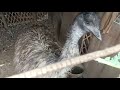 Emu Bird,the second largest bird in the world.😯