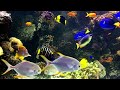 Mesmerizing Exotic Fish | Fish Video