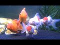 fancy goldfish redcap oranda  lionhead  oranda