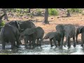 SOUTH AFRICA many animals at Klopperfontein, Kruger national park (hd-video)