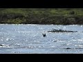 Two Kangaroos hop into a raging flooded river!!