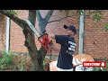 Full Video ESITHL ATK 687 Cut down dead trees dry 4 step next to the hous#stihl #automobile