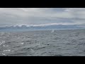 Orcas in the Salish Sea near Vancouver, Canada